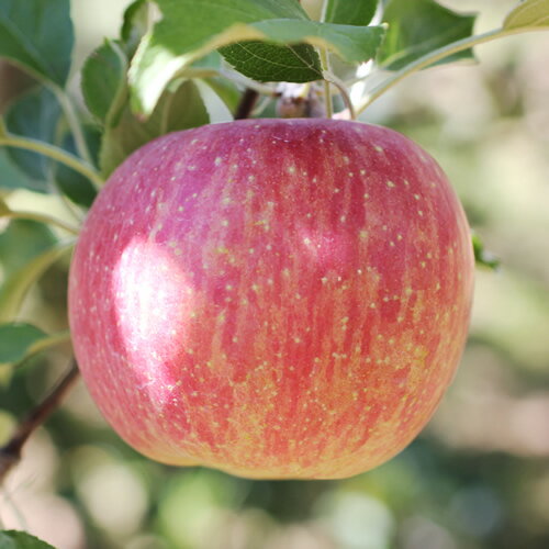 【ふるさと納税】【2024年トップバッター!】長野県産りんご