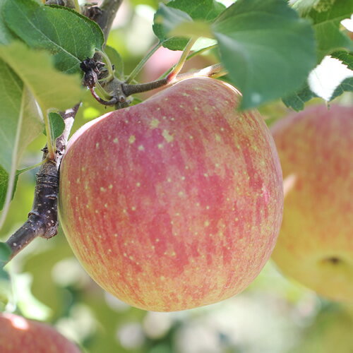 【ふるさと納税】【長野県産】サンふじ！　(約3kg)秀品＜11月下旬から順次発送予定＞【配送不可地域：離島】