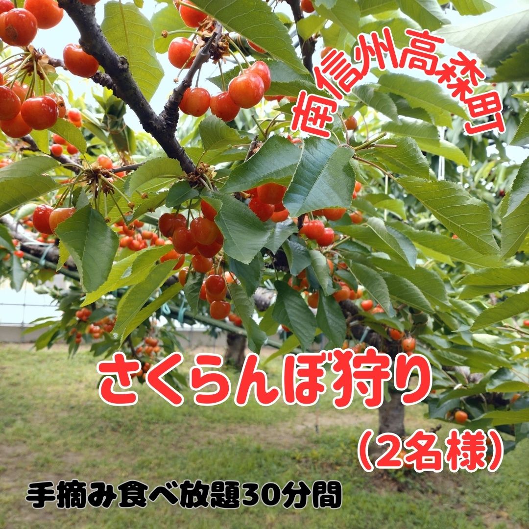 5位! 口コミ数「0件」評価「0」【南信州高森町】さくらんぼ狩り(2名様)【配送不可地域：離島】