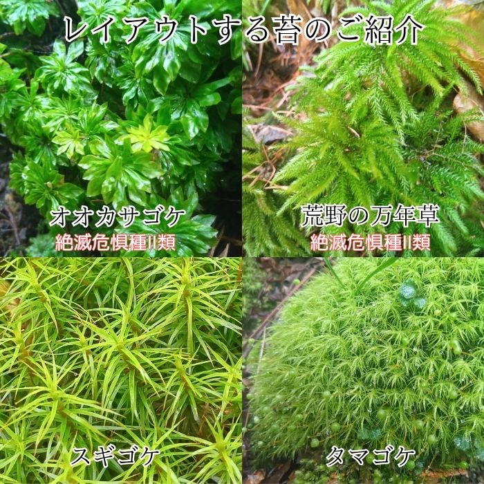 【ふるさと納税】苔テラリウム 長野県 信州 南信州 高森町 苔 緑 癒し こけ コケ ...