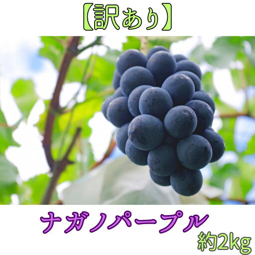 【ふるさと納税】【訳あり】ナガノパープル2kg<9月より発送開始>【配送不可地域:離島】 【ふるさと納税】【訳あり】ナガノパープル2kg<9月より発送開始>【配送不可地域:離島】