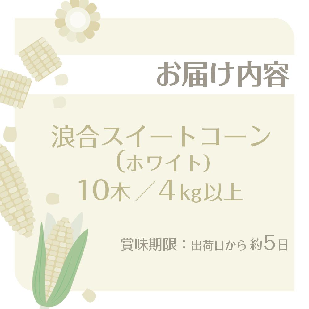 【ふるさと納税】【先行予約】浪合スイートコーン（ホワイト） | 野菜 とうもろこし トウモロコシ コーン 信州 長野