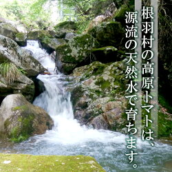 【ふるさと納税】◎お届け月が選べる◎「フルティカ」「あまっこ」食べ比べ（各300g）と濃厚100％トマトジュース（720ml1本） トマト トマトジュース フルティカ あまっこ 食べ比べ フルーツトマト 野菜 5000円 5,000円 5千円･･･ 画像1