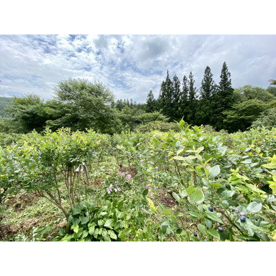 長野県売木村の画像3