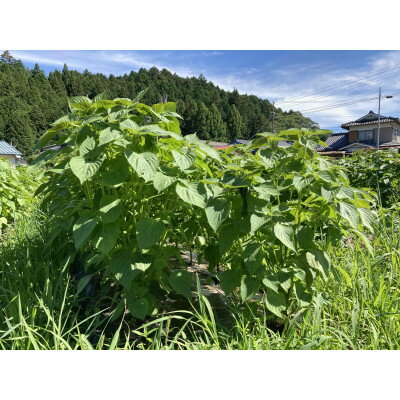 【ふるさと納税】【栽培期間中農薬不使用・圧縮生絞り】新鮮えごま油　110g×3本(手作り　南信州 売木村産)【1285184】