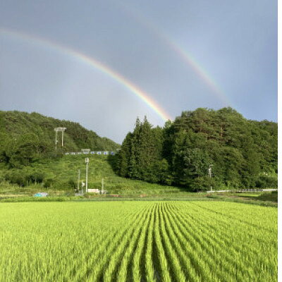 令和8年産 うるぎ米(ミネアサヒ精米5kg) 栽培期間中農薬不使用