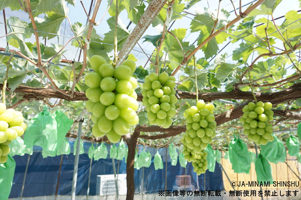 長野県喬木村の画像2