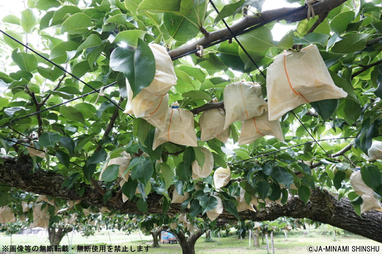 長野県喬木村の画像2