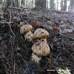 【ふるさと納税】＜先行受付中＞秋の味覚の王様「松茸」350g以上 画像2