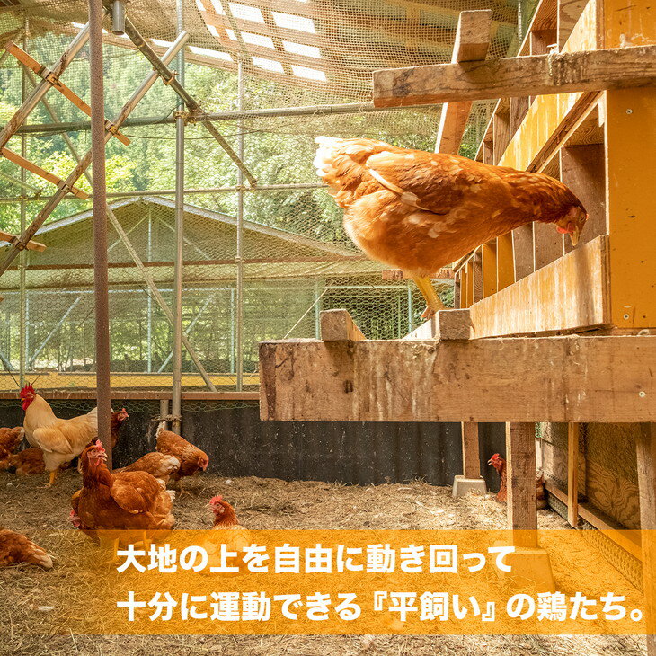 【ふるさと納税】おーはし農園の平飼い有精卵 10個 4パック | たまご 玉子 鶏 新鮮