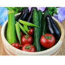 【ふるさと納税】【地元で採れた野菜】源気屋 高原野菜セット【配送不可地域:離島・北海道・沖縄県】【1507579】