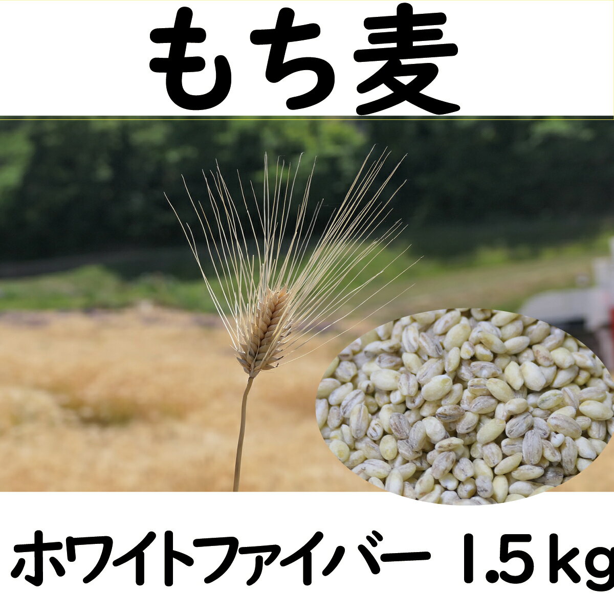 もち麦 1.5kg 長野県産 ホワイトファイバー 栽培期間中 化学肥料 農薬不使用 おいしく 健康的 キレイの素 環境にやさしい 信州匠選