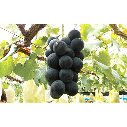 温室ぶどう ナガノパープル 1kg 【果物・ぶどう・フルーツ】 お届け:2020年8月中旬〜8月下旬