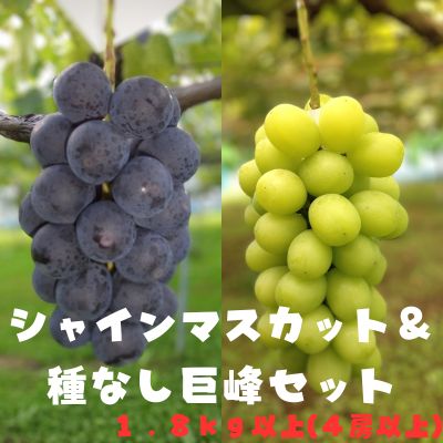 【ふるさと納税】シャインマスカット&種なし巨峰 セット 農家 直送 産直 ピオーネ シナノスマイル 黄玉 クイーンニーナ サニールージュ 果物 フルーツ 　お届け：2023年9月上旬～2023年10月上旬のサムネイル
