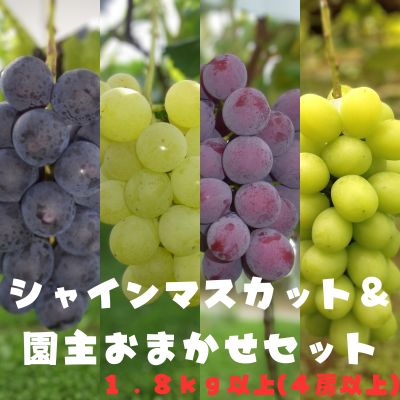 【ふるさと納税】シャインマスカット&園主おまかせセット　【農家 直送 産直 巨峰 ピオーネ シナノスマイル 黄玉 クイーンニーナ サニールージュ 果物 フルーツ】　お届け：2023年9月上旬〜2023年10月上旬のサムネイル
