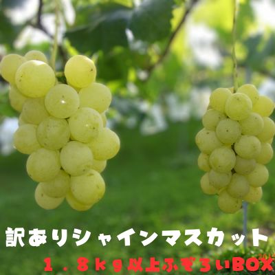 【ふるさと納税】 訳あり シャインマスカット 1.8kg以上 ふぞろい BOX　【農家 直送 産直 ぶどう マスカット 果物 フルーツ】　お届け：2023年9月上旬～2023年10月上旬のサムネイル