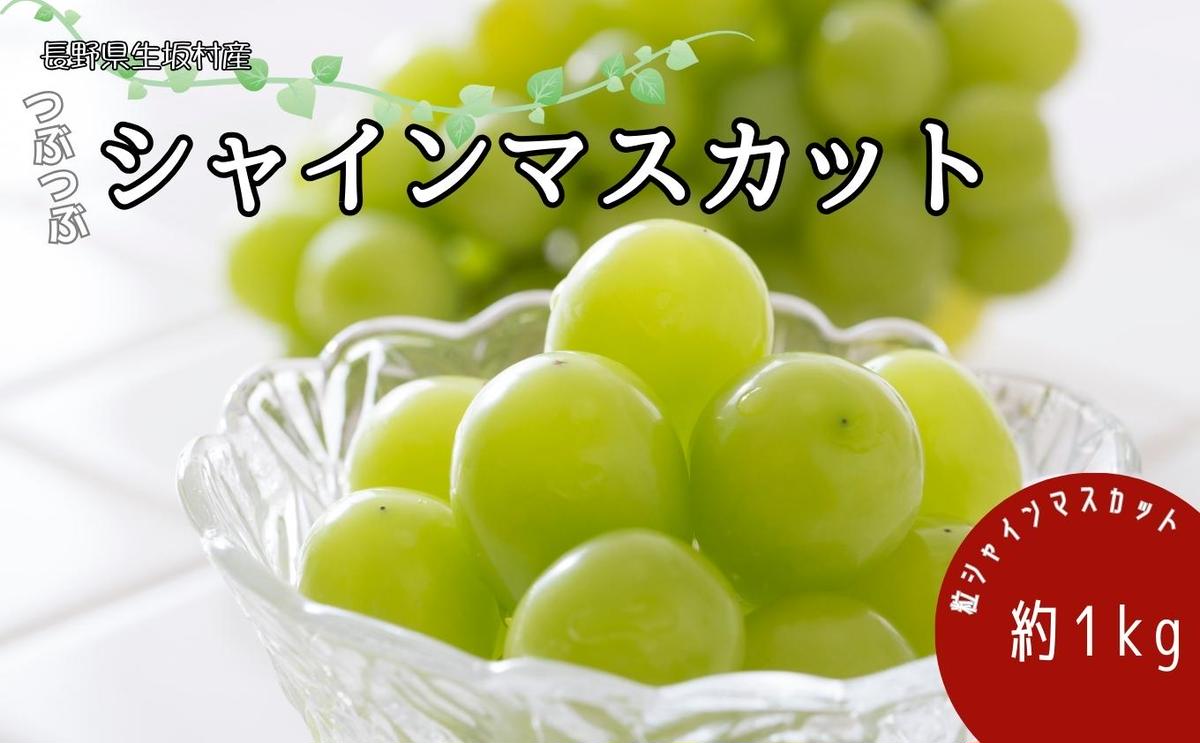 【ふるさと納税】2024年発送 先行予約 粒粒シャインマスカット約1kg 訳あり 産地直送 長野 おすすめ フルーツ ぶどう シャインマスカット　【果物類・ぶどう・マスカット・フルーツ】　お届け：2024年9月上旬～9月下旬