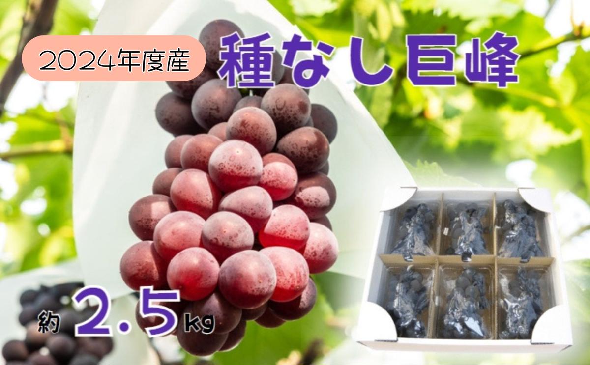 【ふるさと納税】2024年産 訳あり 種なし巨峰バラ房・バラ粒パック約2.5kg　【果物類・ぶどう・巨峰・フルーツ】　お届け：2024年9月上旬～10月上旬