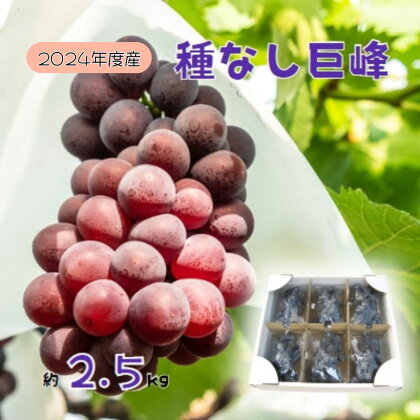 2024年産 訳あり 種なし巨峰バラ房・バラ粒パック約2.5kg　【果物類・ぶどう・巨峰・フルーツ】　お届け：2024年9月上旬～10月上旬