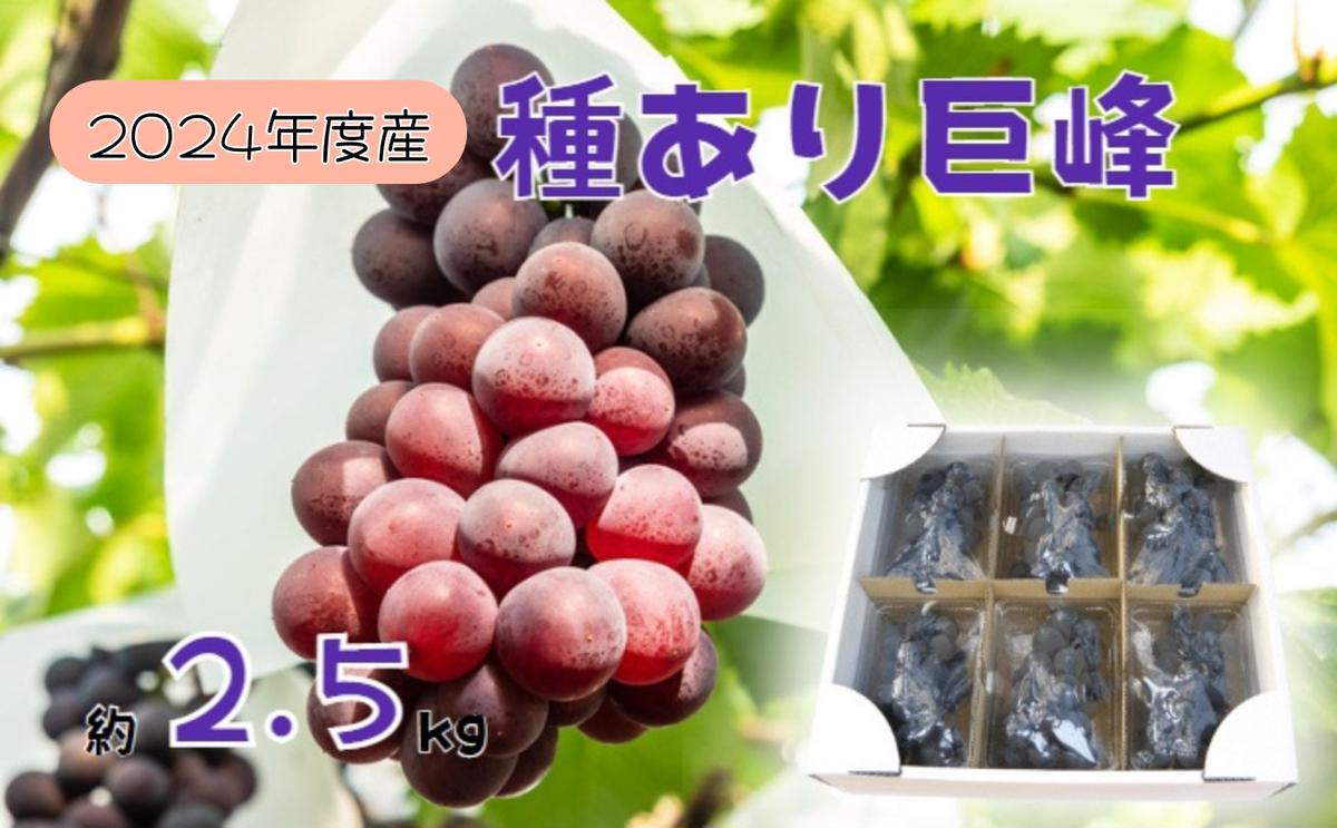 【ふるさと納税】2024年産 訳あり 種あり巨峰バラ房・バラ粒パック約2.5kg　【生坂村】　お届け：2024年9月上旬～10月上旬