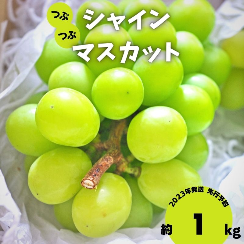 【ふるさと納税】2023年発送 先行予約 粒シャインマスカット 約1kg　【果物・ぶどう・フルーツ・果物類・マスカット・訳あり・シャインマスカット・お得用・種なし・皮ごと・バラ粒】　お届け：2023年9月上旬〜10月上旬のサムネイル