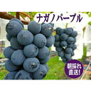 12位! 口コミ数「0件」評価「0」2024年先行予約 まつもとぶどう園 ナガノパープル2房 約1kg　【 果物 ぶどう フルーツ ナガノパープル 巨峰 リザマート 種なし 濃･･･ 