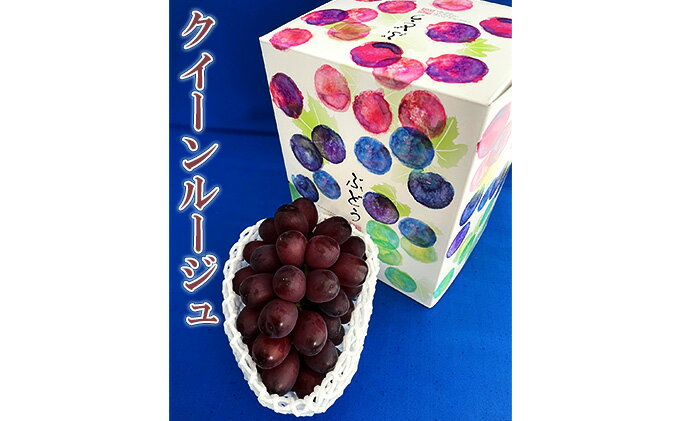 【ふるさと納税】【2026年先行予約】村松農園 クイーンルージュ1房 約500g 果物 新種 葡萄 ブドウ 種なし フルーツ デザート 食後 おやつ 産地直送 長野県産