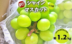 【ふるさと納税】2023年発送 先行予約 訳ありシャインマスカット約1.2kg（バラ房）　【 果物 フルーツ デザート おやつ 食後 長野県産 直送 種なし 皮ごと 】　お届け：2023年9月上旬〜10月上旬･･･ 画像1