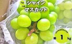 【ふるさと納税】2023年発送 先行予約 粒シャインマスカット 約1kg　【 果物 フルーツ デザート おやつ 食後 長野県産 直送 ぶどう 】　お届け：2023年9月上旬〜10月上旬･･･ 画像1