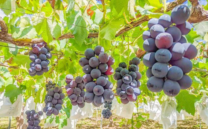 長野県生坂村の画像3