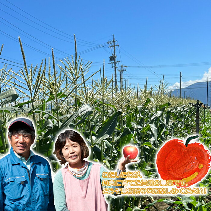 【ふるさと納税】 朝採 農家直送 コーン 長野 2413とうもろこし「グラビス」5kg（2L～3L　12本入り）