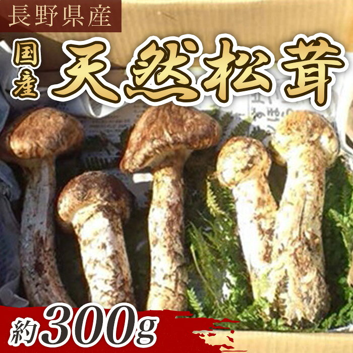 松茸 季節限定 数量限定 3002 国産 天然 長野県山形村産 マツタケ 約300g