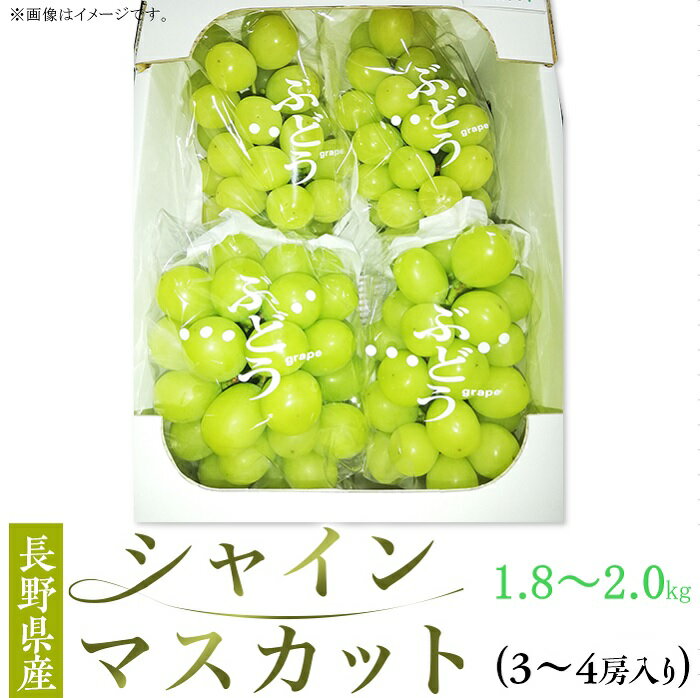 シャインマスカット ぶどう 葡萄 長野 信州 種なし 2501 長野県産シャインマスカット 1.8〜2.0kg[上條農園]