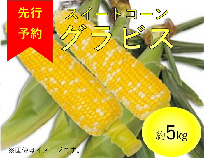 15位! 口コミ数「0件」評価「0」 朝採 農家直送 コーン 長野 2413とうもろこし「グラビス」5kg（2L～3L　12本入り）