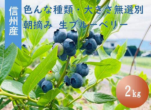【ふるさと納税】ブルーベリー おやつ 果物 フルーツ 信州 山形村 長野県 3902 信州産 新鮮朝摘み 生ブルーベリー(色んな種類・大きさ無選別)2kg