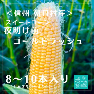 【ふるさと納税】【信州朝日村産】 夜明け前 ゴールドラッシュ 8~10本 〈2025年7月中旬〜順次配送〉【配送不可地域:離島・北海道・沖縄県】【1499365】 【ふるさと納税】【信州朝日村産】 夜明け前 ゴールドラッシュ 8~10本 〈2025年7月中旬〜順次配送〉【配送不可地域:離島・北海道・沖縄県】【1499365】