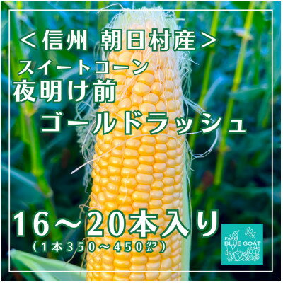 乐天商城 - 【ふるさと納税】【農家直送】夜明け前ゴールドラッシュ　16～20本 (2026年7月中旬～順次配送)【配送不可地域：離島・北海道・沖縄県・中国・四国・九州】【1726327】