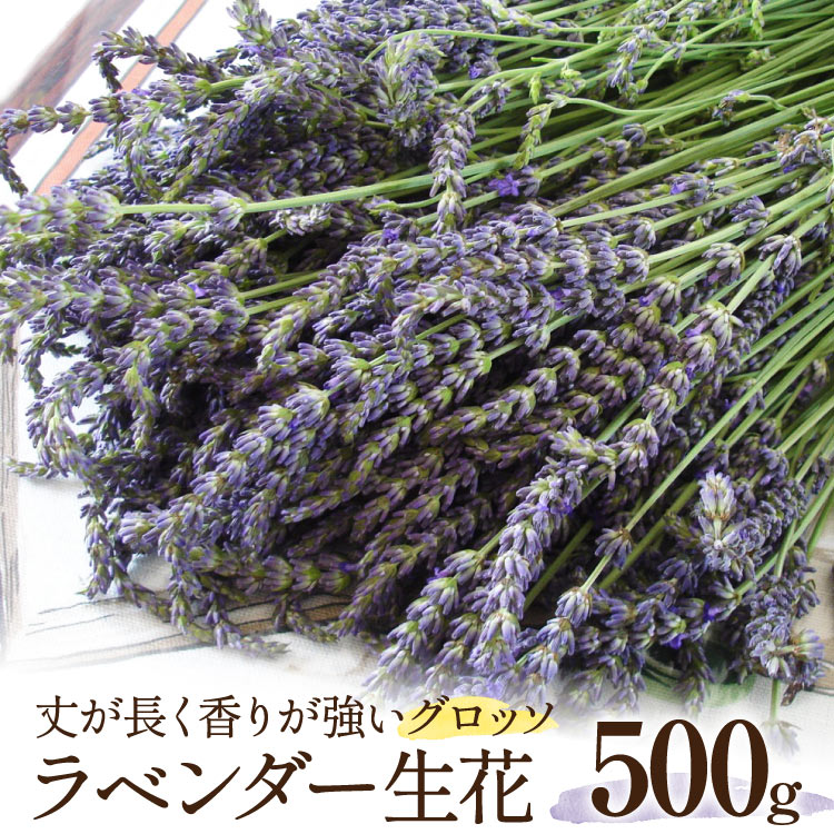 [優しい香り]ラベンダー 生花 グロッソ 500g [夢農場 長野県 池田町 48110978]