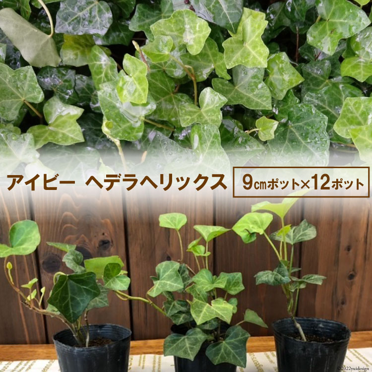 苗 アイビー ( ヘデラヘリックス ) 9センチポット×12ポット セット [夢農場 長野県 池田町 48110435] ヘデラ 寄せ植え 観葉植物 植物 グランドカバー ガーデニング 雑草対策 インテリアグリーン 初心者