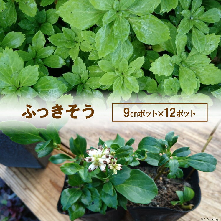 ふっきそう 9センチポット×12ポット [夢農場 長野県 池田町 48110439] フッキソウ 富貴草 苗 植木 苗木 花 植物 グラウンドカバー ガーデニング 雑草対策
