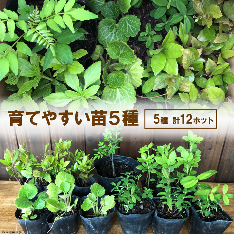 【花とハーブの里から贈る】育てやすい苗5種 計12ポット [夢農場 長野県 池田町 48110458]