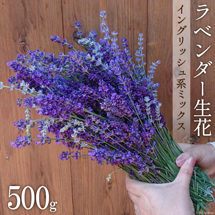ラベンダー生花 イングリッシュ系ミックス 500g