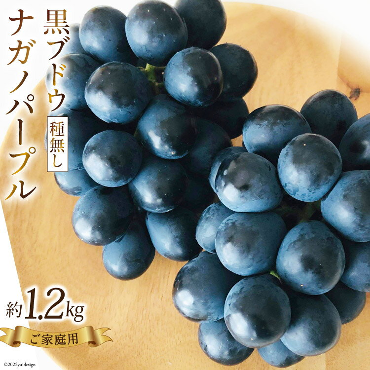【 先行予約 】黒ブドウ 種なし 『 ナガノパープル 』約1.2kg《ご家庭用》[ビノテラ農園 長野県 池田町 48110341] 期間限定 数量限定 ぶどう ブドウ 葡萄 果物 フルーツ 種無し