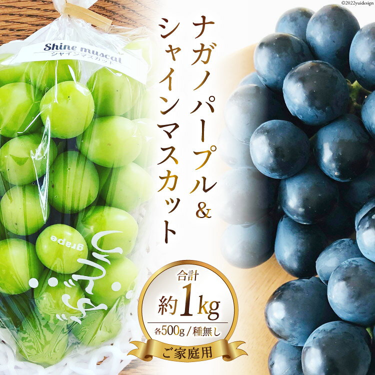 【 先行予約 】 ナガノパープル & シャインマスカット 各500g 計1kg《ご家庭用》 [ビノテラ農園 長野県 池田町 48110426] 期間限定 数量限定 ぶどう ブドウ 葡萄 食べ比べ セット 果物 フルーツ