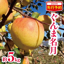 【ふるさと納税】2024年先行予約 ぐんま名月 約 5kg | 果物 フルーツ りんご リンゴ 林檎 ぐんま名月 長野県 松川村 信州