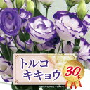 【ふるさと納税】トルコキキョウ 30本 | 花 お花 はな ハナ フラワー キキョウ ききょう トルコキキョウ 長野県 松川村 北アルプス