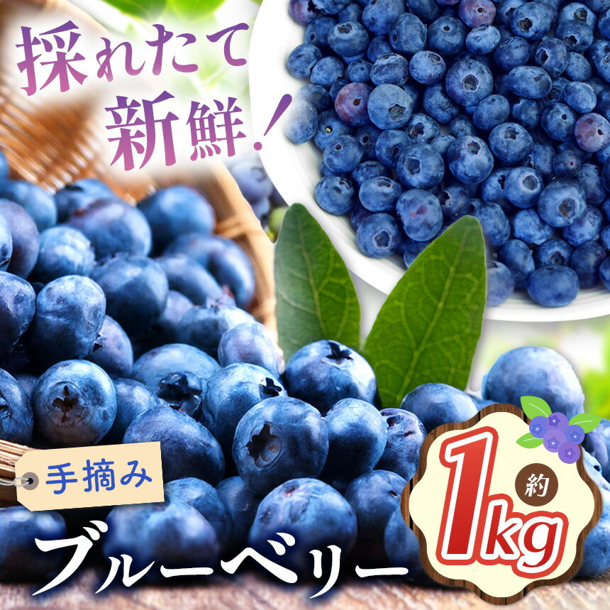 【ふるさと納税】【2025年先行予約】ブルーベリー 約1kg | 果物 くだもの 果実 フルーツ ブルーベリー 手摘み ジューシー 長野県 松川村 北アルプス 信州