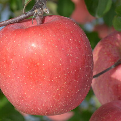 【ふるさと納税】JAながの　りんご　サンふじ【特秀】約10kg　【果物類・林檎・りんご・リンゴ】　お届け：2021年11月中旬〜12月中旬