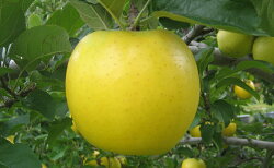 【ふるさと納税】JAながの　りんご　シナノゴールド【特秀】約5kg　【果物類・林檎・りんご・リンゴ】　お届け：2021年10月下旬〜11月中旬 画像1