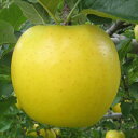 【ふるさと納税】JAながの　りんご　シナノゴールド【特秀】約5kg　【果物類・林檎・りんご・リンゴ】　お届け：2021年10月下旬〜11月中旬